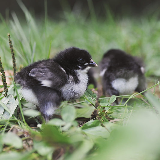 Black Copper Marans Pullet Chicks (Hatch 2.3.2026)