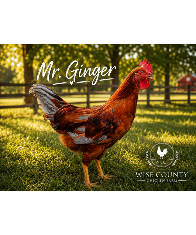 Second Chance Rooster - Mr. Ginger