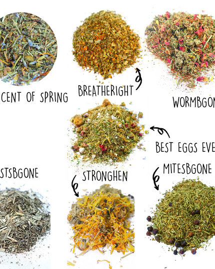 Nesting Herb Starter Bundle-- 7 Different Nesting & Coop Herbs