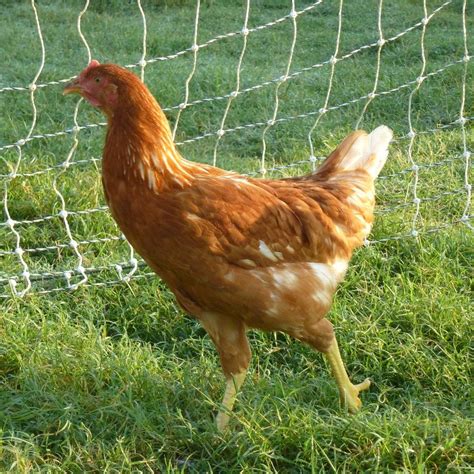 Red Sex Link Pullets