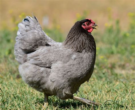 Blue Star Pullet Chicks