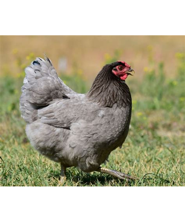 Blue Star Started Pullets