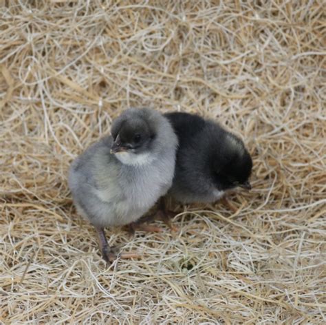 Blue Star Started Pullets