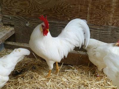 Fertile Hatching Eggs - Exhibition White Leghorn Bantam