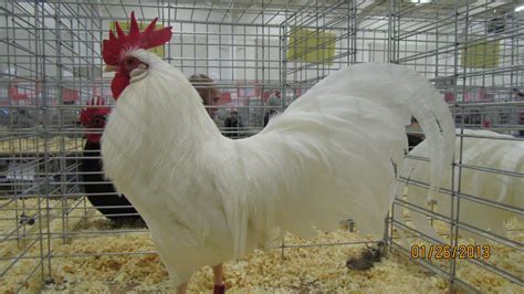 Fertile Hatching Eggs - Exhibition White Leghorn Bantam