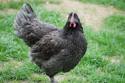 Blue Copper Maran OR Blue Olive Egger *Read Description*