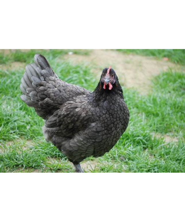 Blue Copper Maran OR Blue Olive Egger *Read Description*