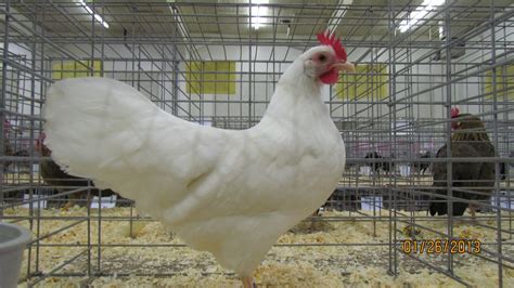 Fertile Hatching Eggs - Exhibition White Leghorn Bantam