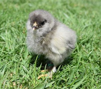 French Blue Copper Maran Started Pullet
