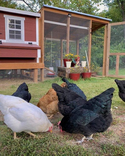 Medium Chicken Coop - Up to 10 Chickens