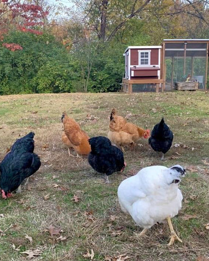 Medium Chicken Coop - Up to 10 Chickens