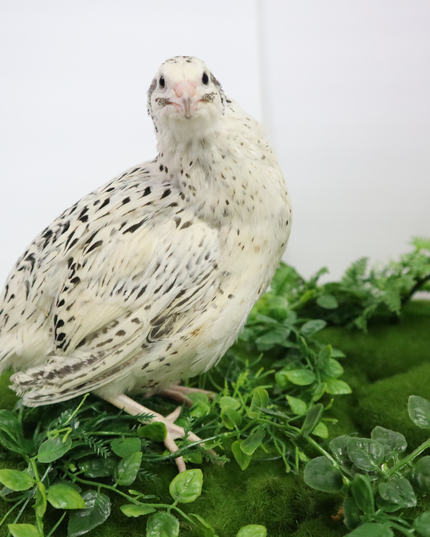 Fertile Quail Eggs – Choose Your Variety - (Online Only)