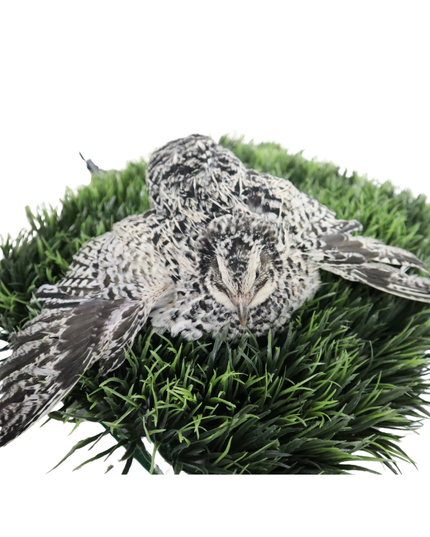 Pearl Pansy Quail Hatching Eggs – Fertile Coturnix Eggs for Incubation