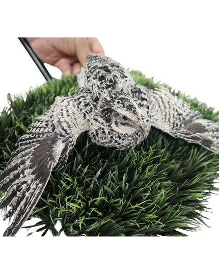 Fertile Quail Eggs – Choose Your Variety - (Online Only)