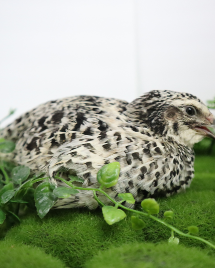Pearl Pansy Quail Hatching Eggs – Fertile Coturnix Eggs for Incubation