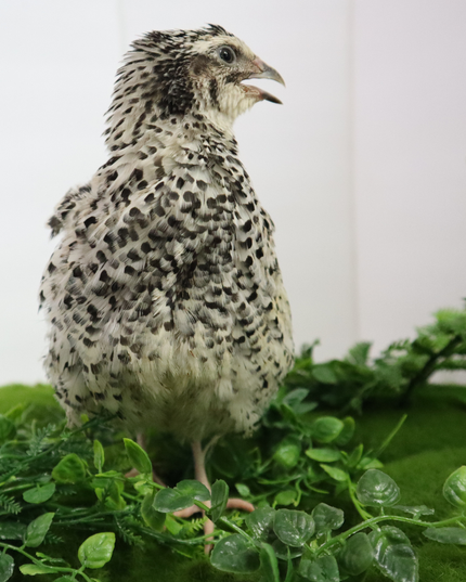 Pearl Pansy Quail Hatching Eggs – Fertile Coturnix Eggs for Incubation