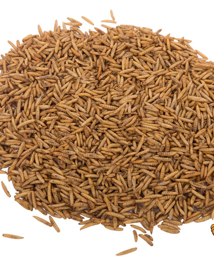 22LB Chubby Dried Black Soldier Fly Larvae