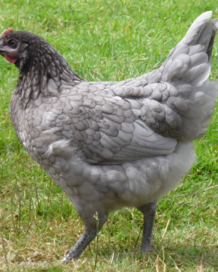 Blue Copper Maran OR Blue Olive Egger *Read Description*