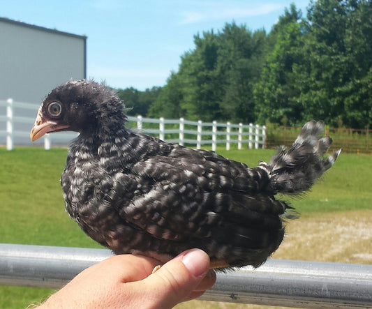 Barred Plymouth Started Pullets