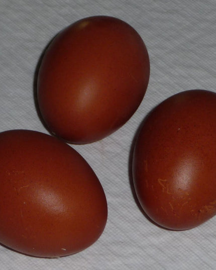 Blue Copper Maran OR Blue Olive Egger *Read Description*