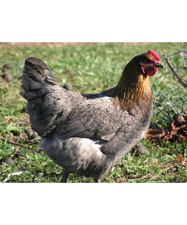 French Blue Copper Maran Started Pullet