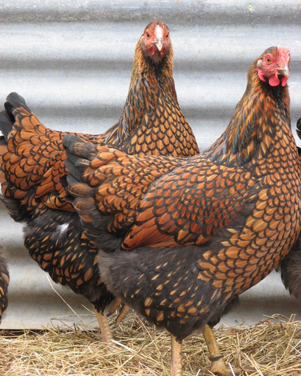 Gold Laced Wyandottes Pullets 4.5 Mo Old
