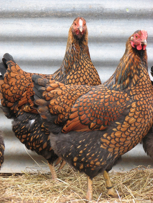 Gold Laced Wyandottes Pullets