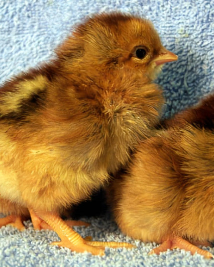 Welsummer Pullet Chicks - Dark Brown Speckled Eggs