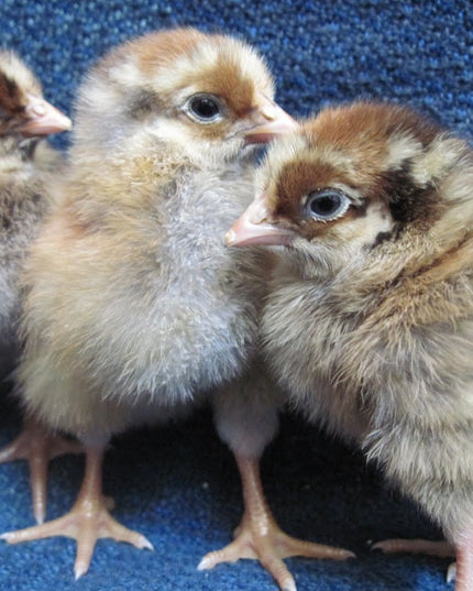 Blue Laced Red Wyandotte Pullet Chicks