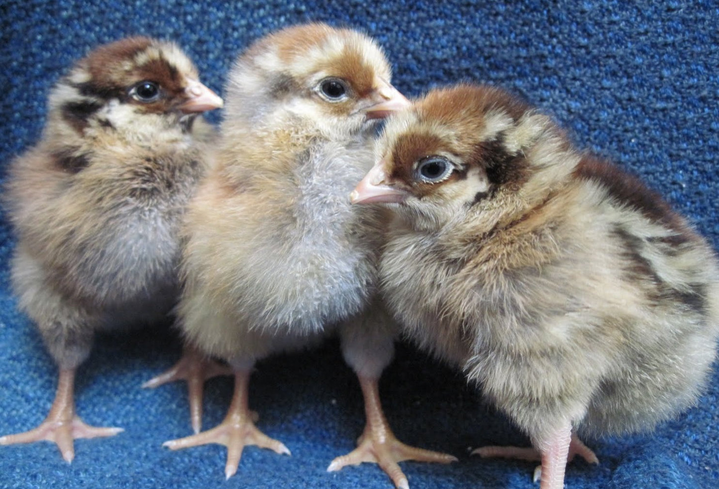 Blue Laced Red Wyandottes Pullet Chicks (Hatch 2.3.2026)