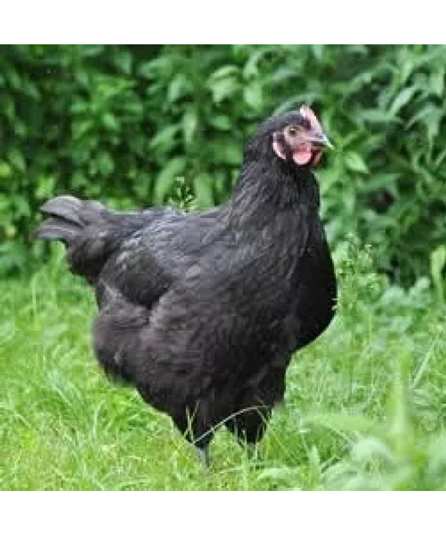 Black Australorp Pullets