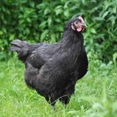 Black Australorp Chicks