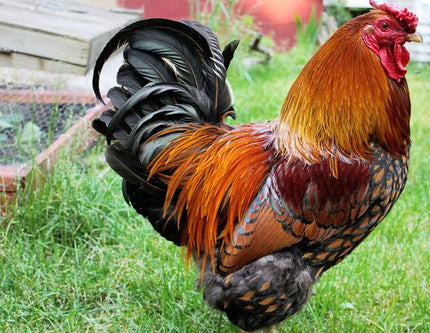 Gold Laced Wyandottes Pullets 4.5 Mo Old