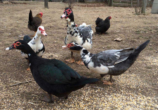 Muscovy Ducks