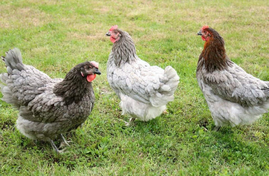 Sapphire Gems Laying Hen
