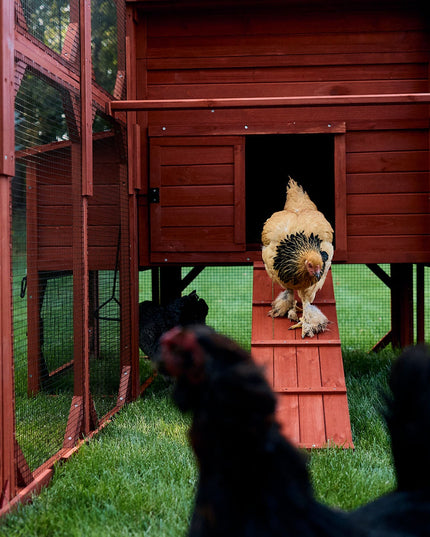 Chicken Coop for 10 Chickens - Rhode Island Homestead (Hen House Only)