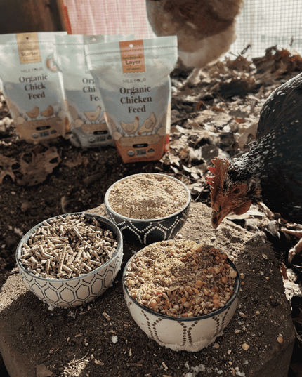 Grower Organic Chicken Feed