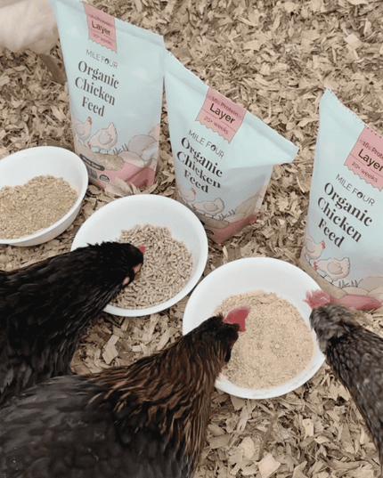 Layer Organic Chicken Feed
