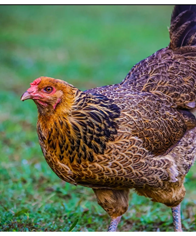 Arctic Blue Egger Pullet Chicks