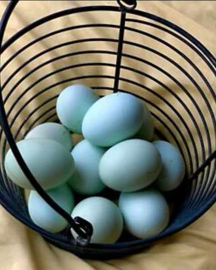 Arctic Blue Egger Pullet Chicks