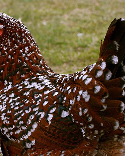 Speckled Sussex Pullet Chick