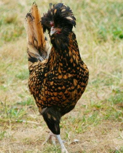 3 Left!! Polish Chicks - Hatchery Choice