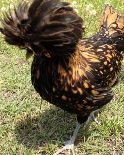 3 Left!! Polish Chicks - Hatchery Choice