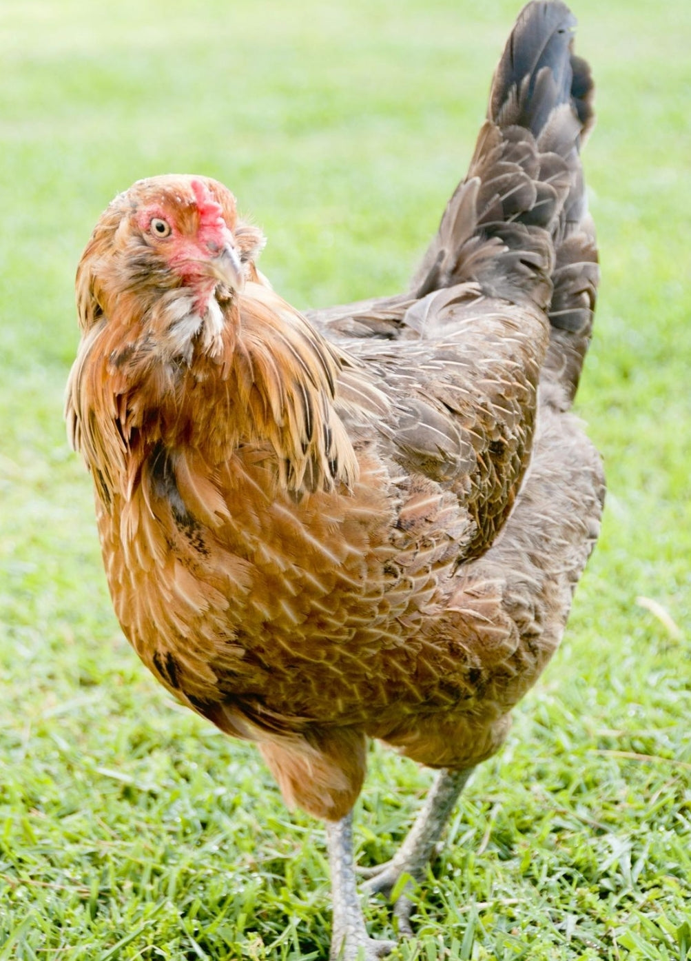 Americauna (Araucana) Pullets - 12-14 Weeks Old