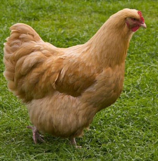 ***PREORDER MAY 13th*** Buff Orpington Pullet - 12-14 Weeks Old