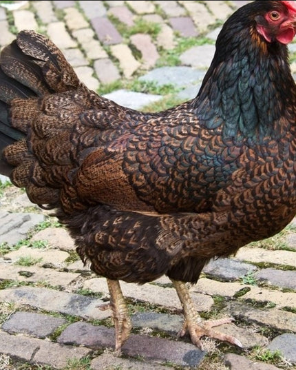 Barnevelder Pullet Chicks