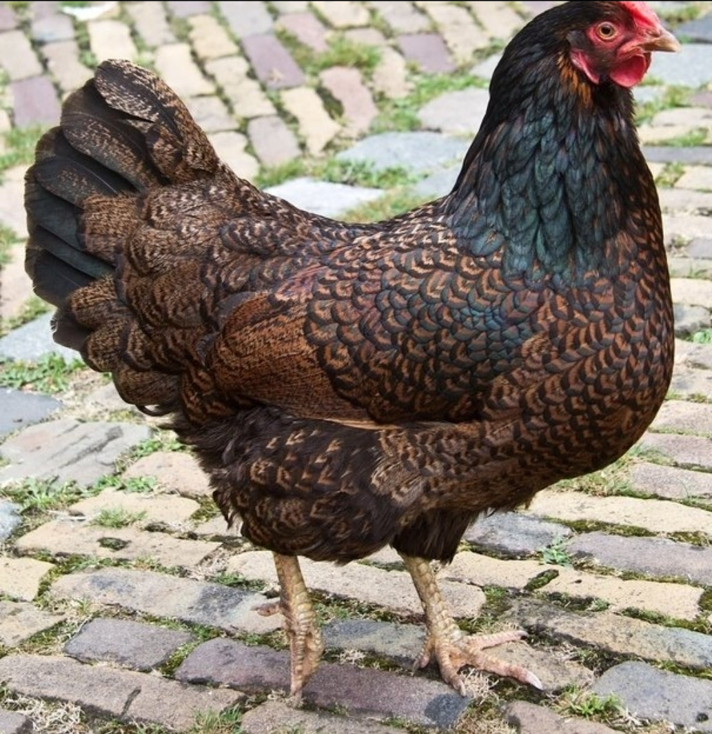 Barnevelder Pullets - 12-14 Weeks Old