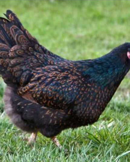 Barnevelder Pullet Chicks