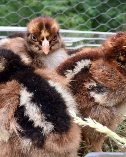 Barnevelder Pullet Chicks