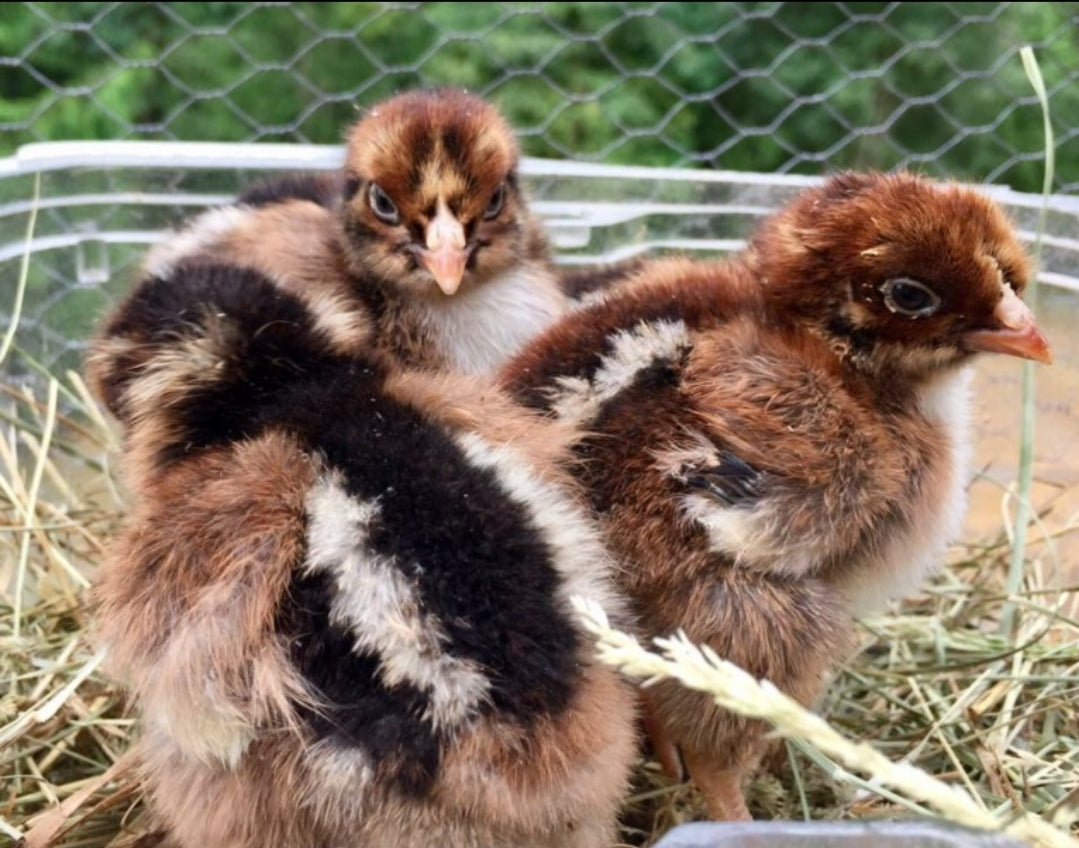 Barnevelder Pullets